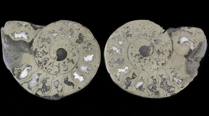 Pyritized Ammonite Fossil Pair #48056